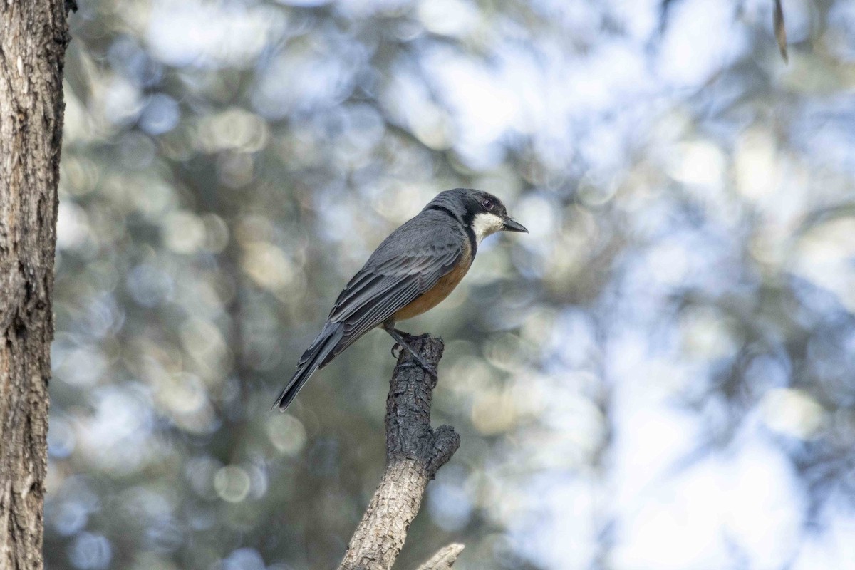 Rufous Whistler - ML626489259