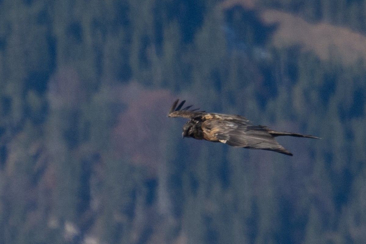 Bearded Vulture - ML626489322