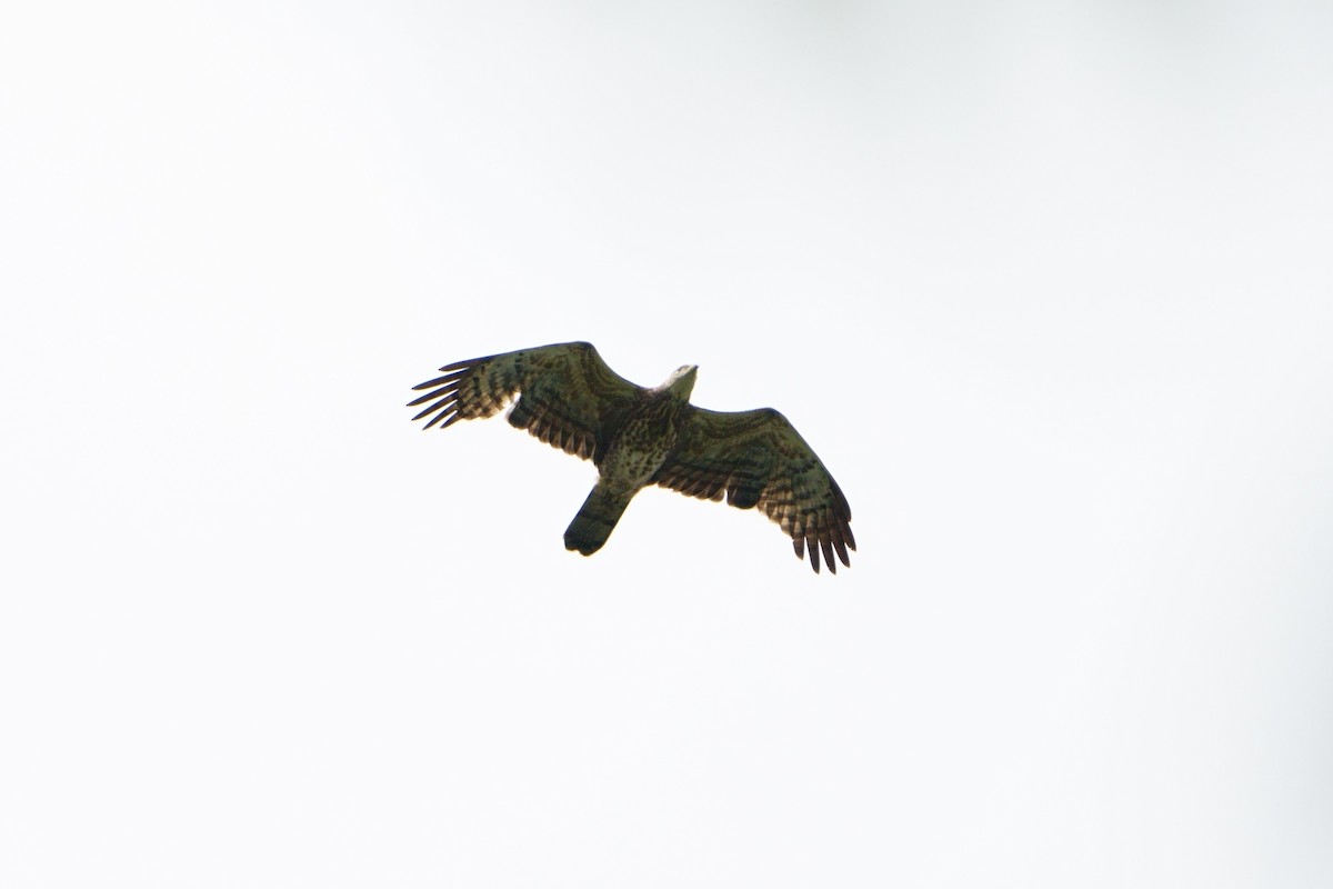 včelojed chocholatý - ML626489471