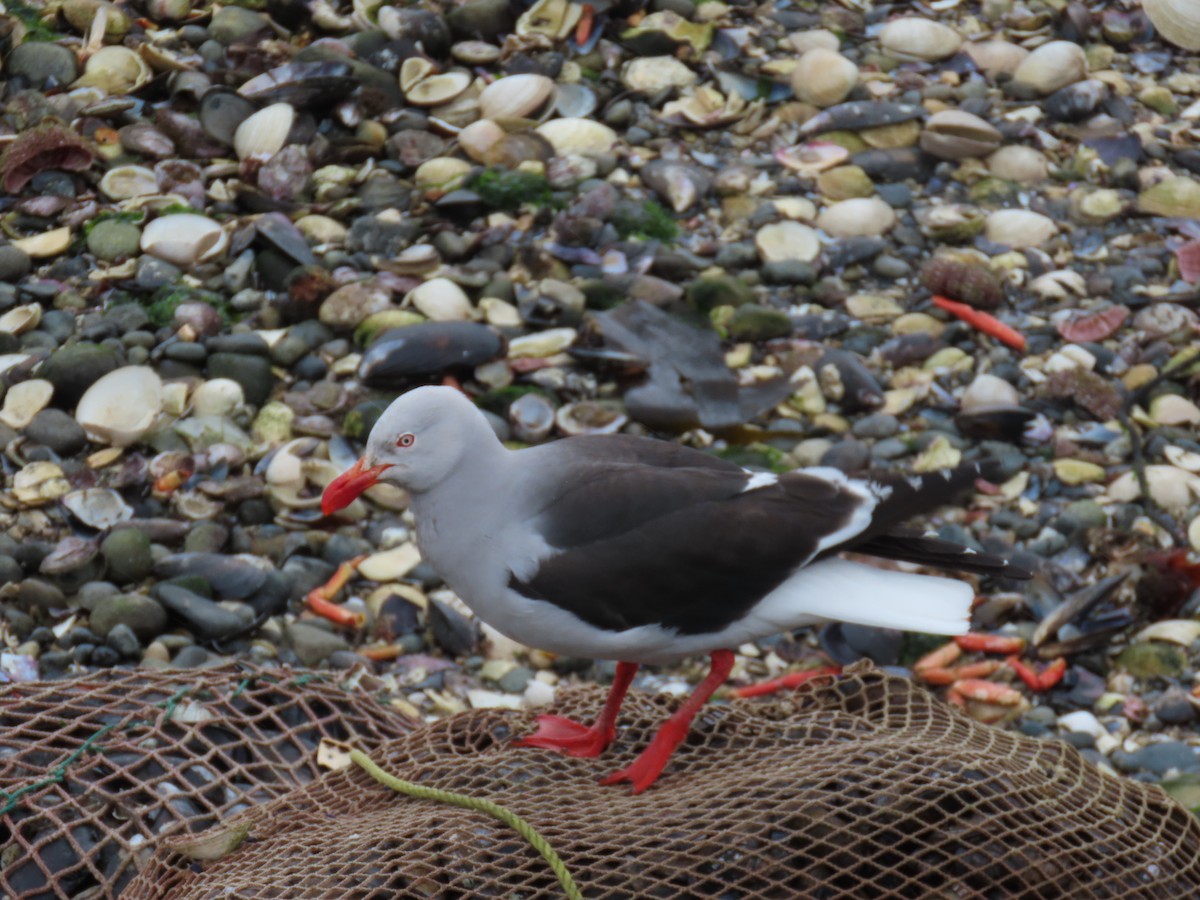 Dolphin Gull - ML626489566