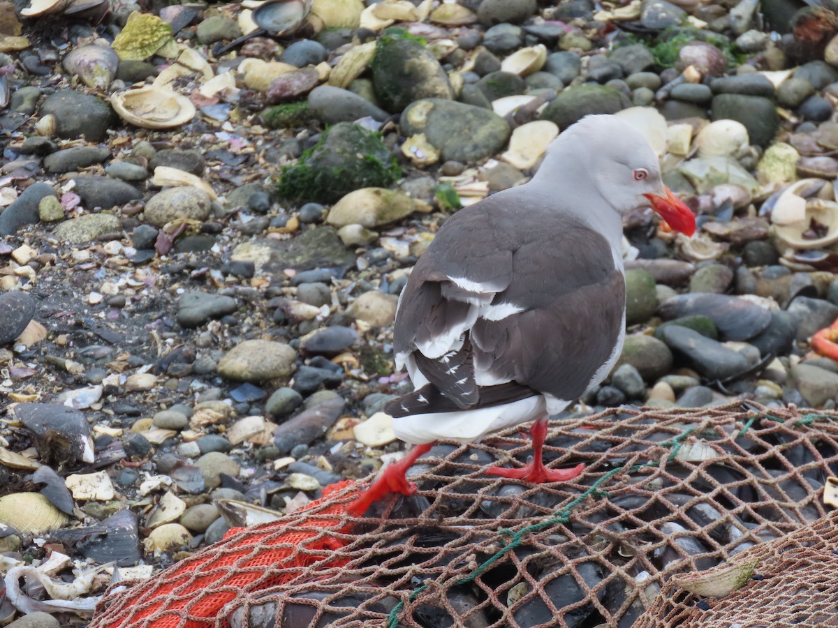 Dolphin Gull - ML626489569