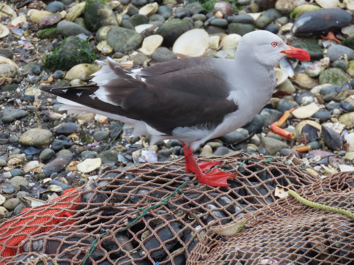 Dolphin Gull - ML626489570