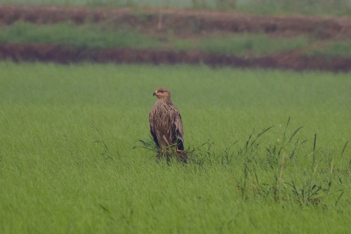 Imperial Eagle - ML626489675