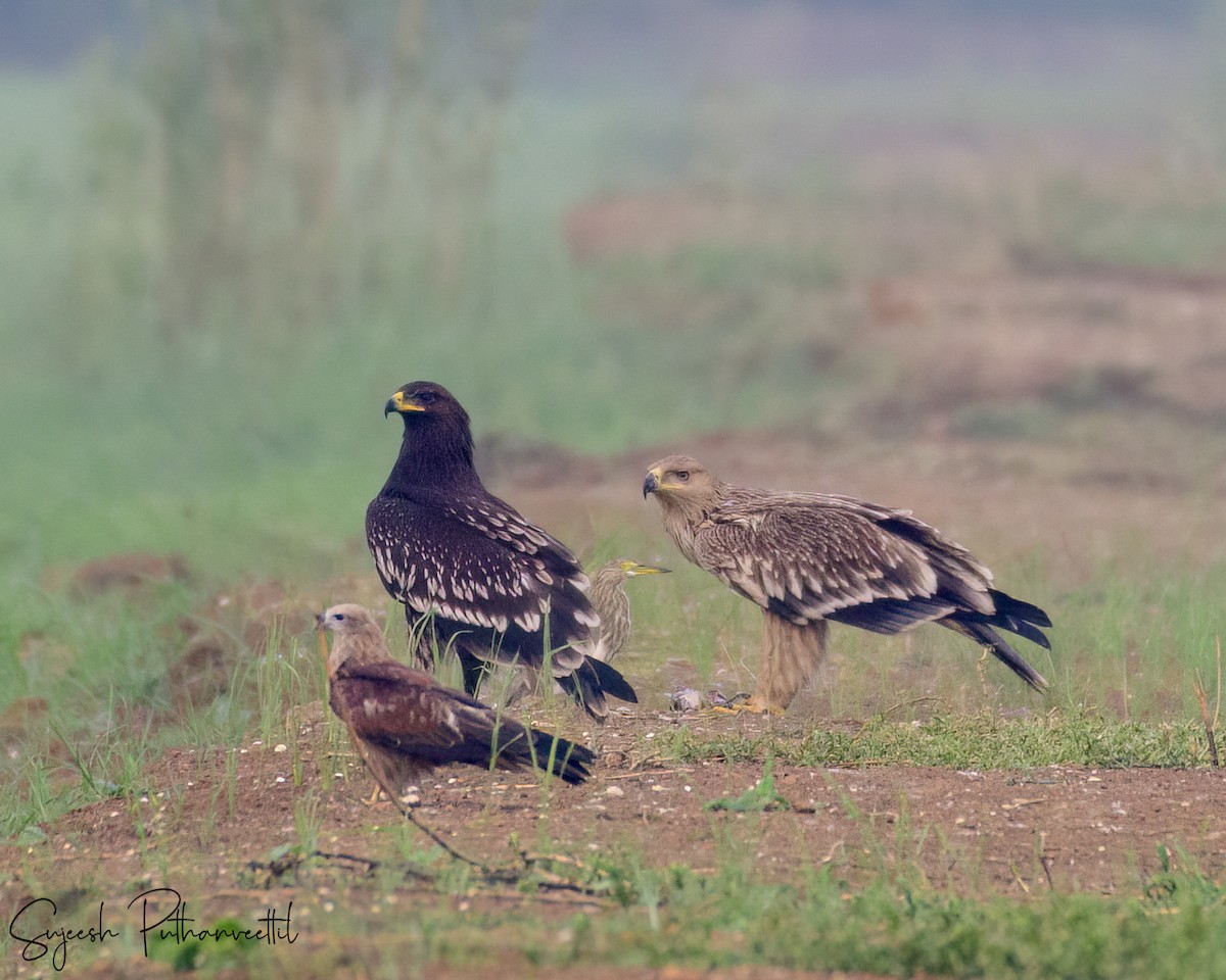 Imperial Eagle - ML626489677