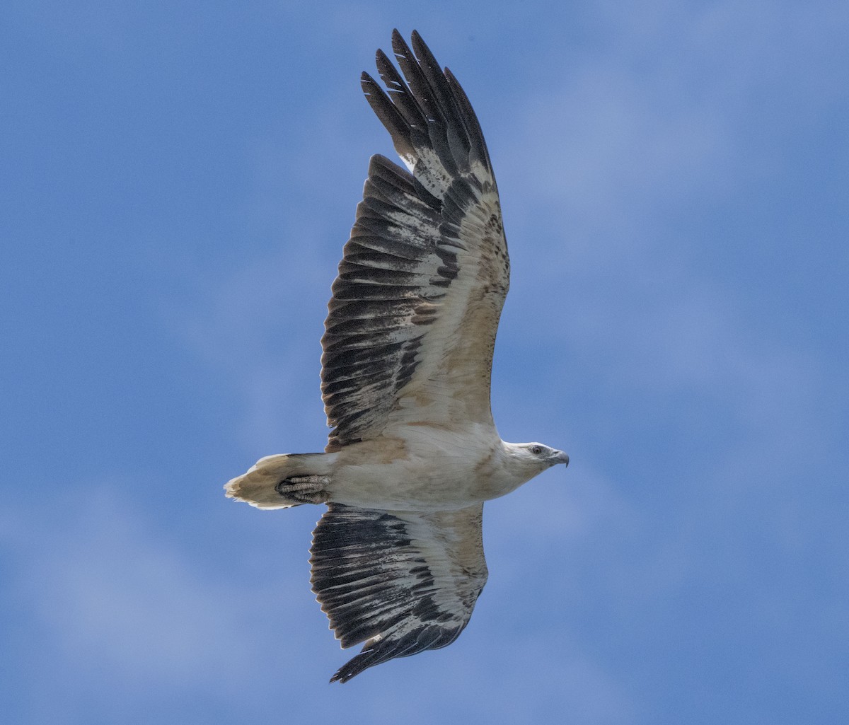 White-bellied Sea-Eagle - ML626490071