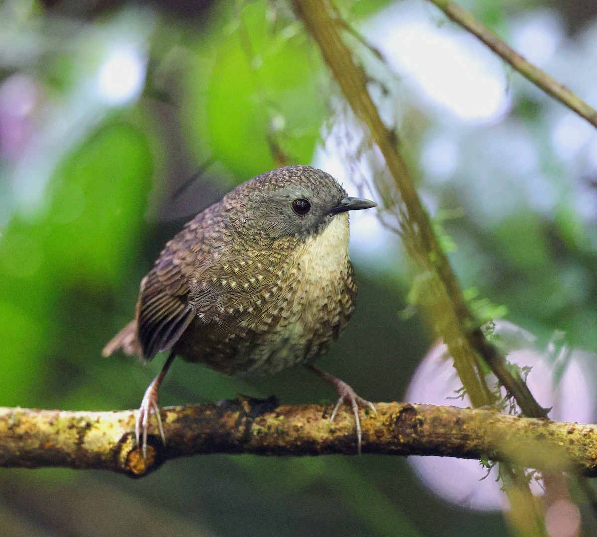 Lisu Wren-Babbler (undescribed form) - Harish Thangaraj