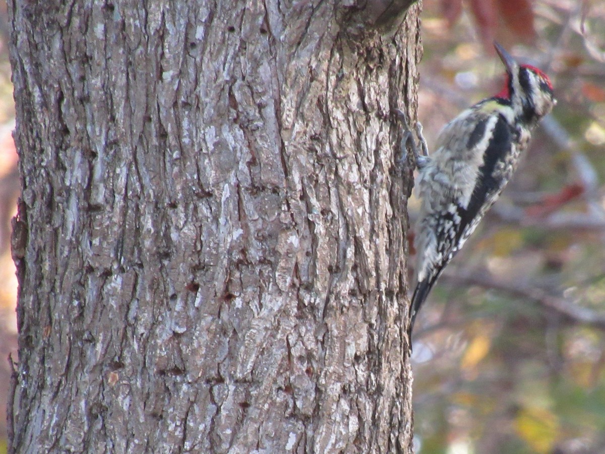 Yellow-bellied Sapsucker - ML626490327