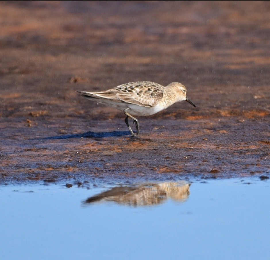 Baird's Sandpiper - ML626490343