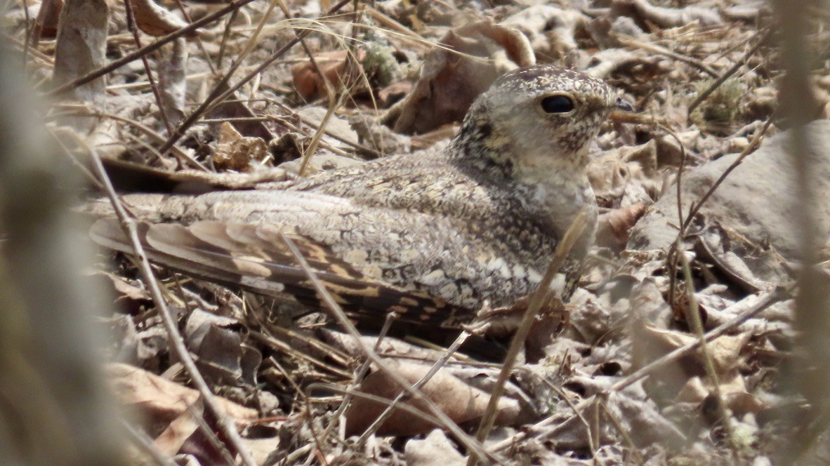 Lesser Nighthawk - ML626490529