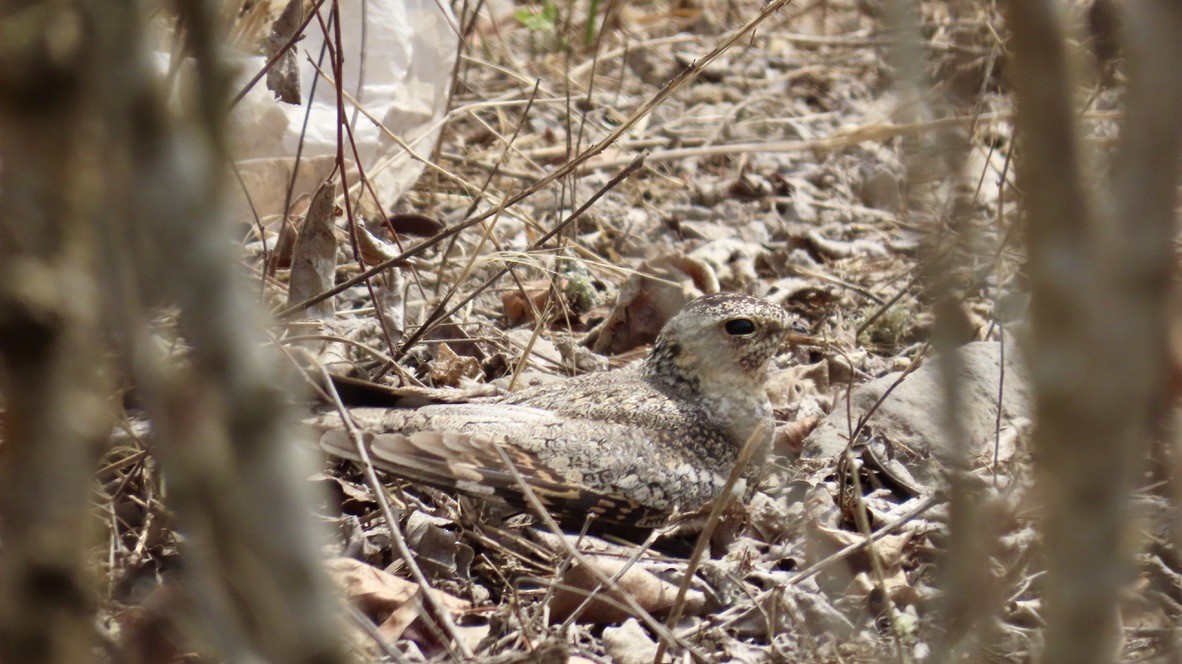 Lesser Nighthawk - ML626490530