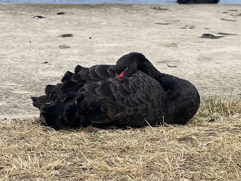 Black Swan - ML626490553