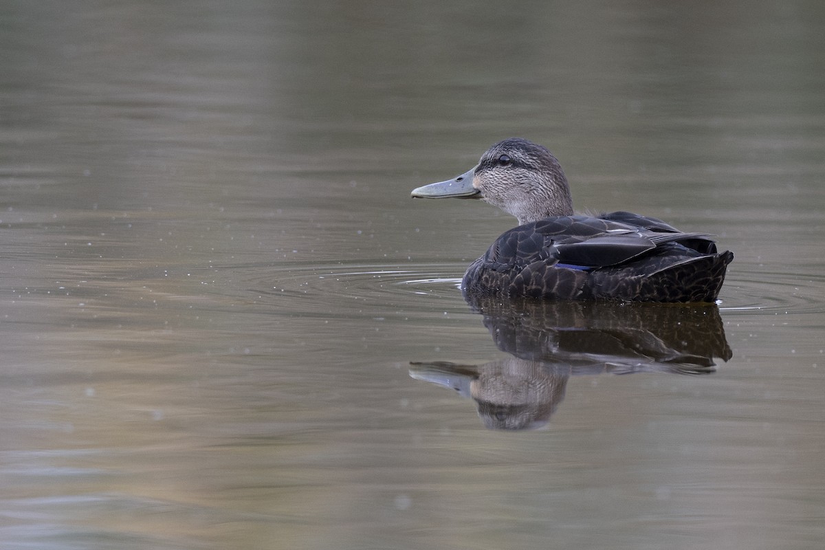 American Black Duck - ML626490601