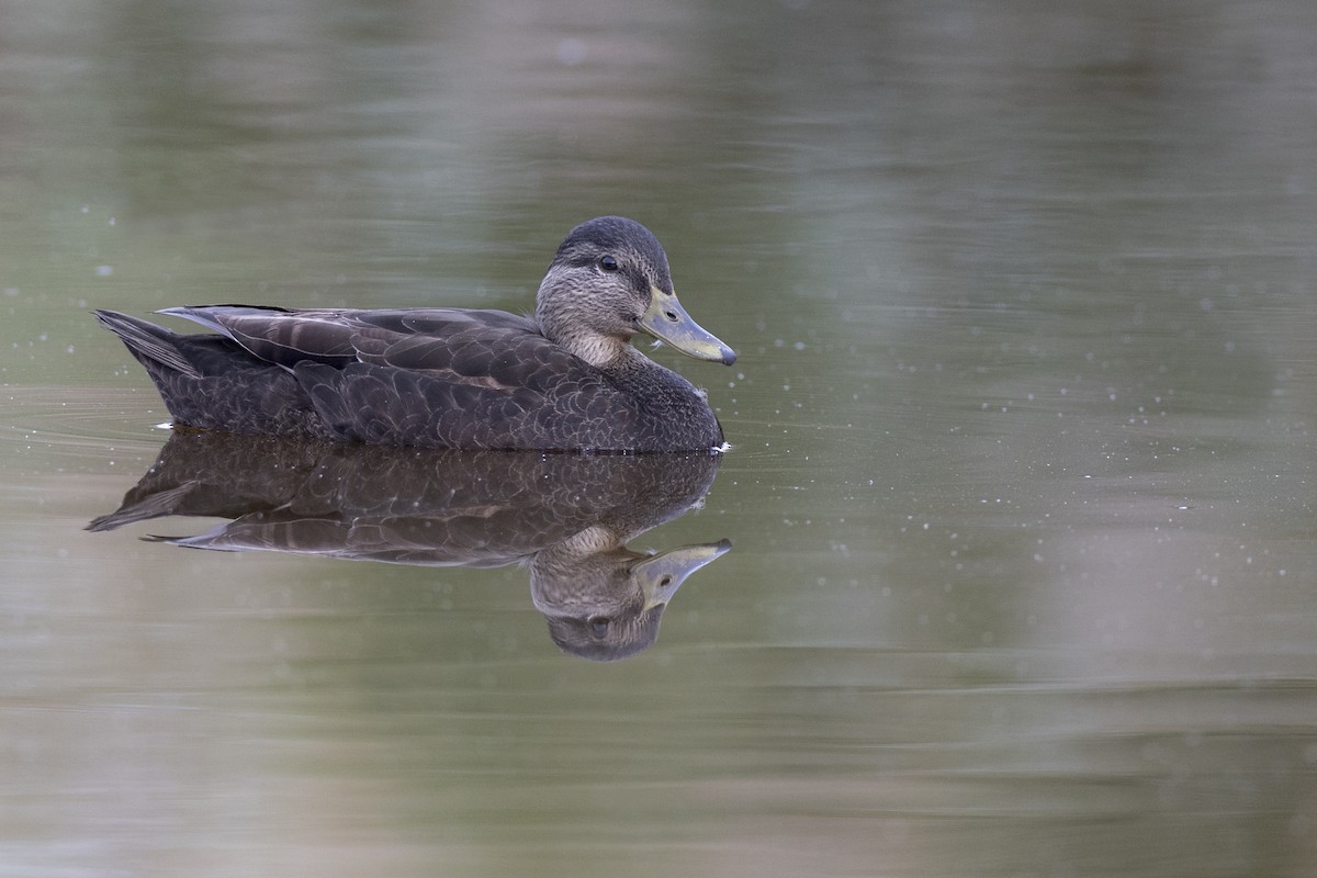 American Black Duck - ML626490602