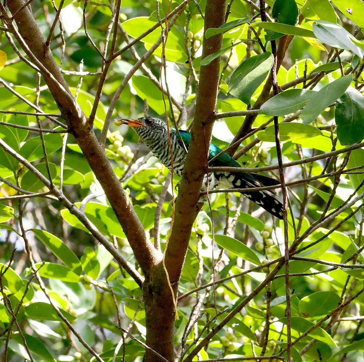 Asian Emerald Cuckoo - ML626490778