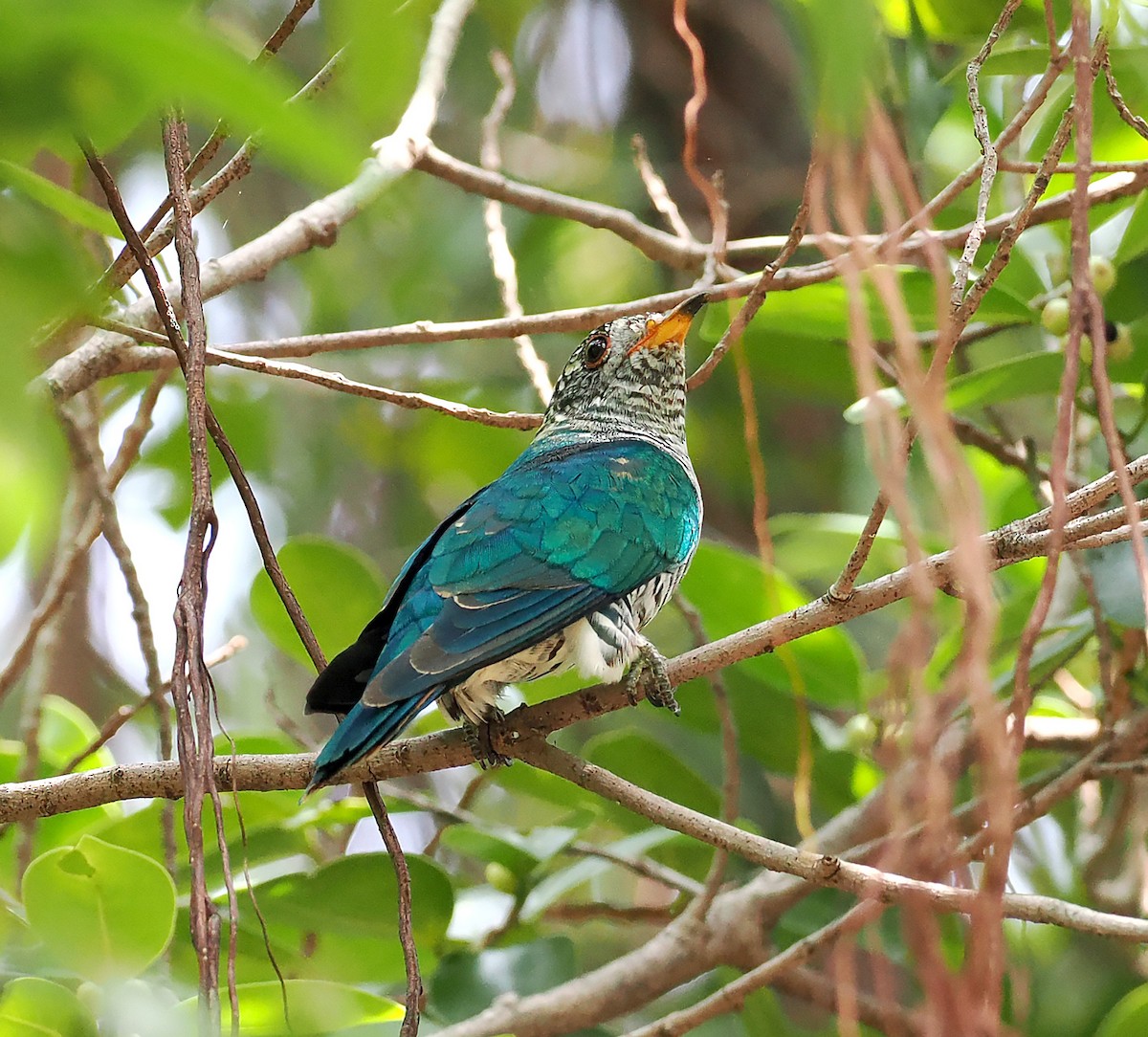 Asian Emerald Cuckoo - ML626490803
