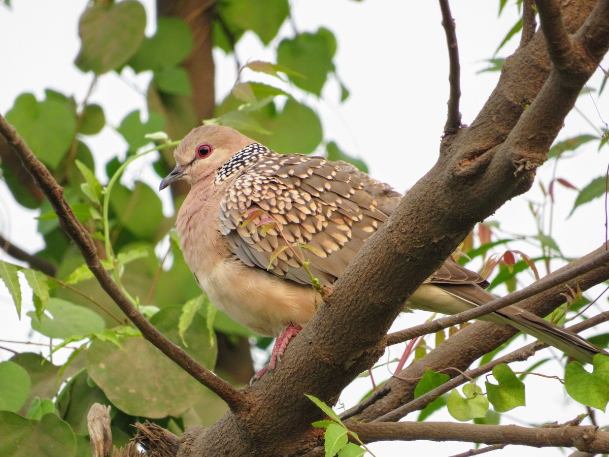 Spotted Dove - Mahmadanesh Khira