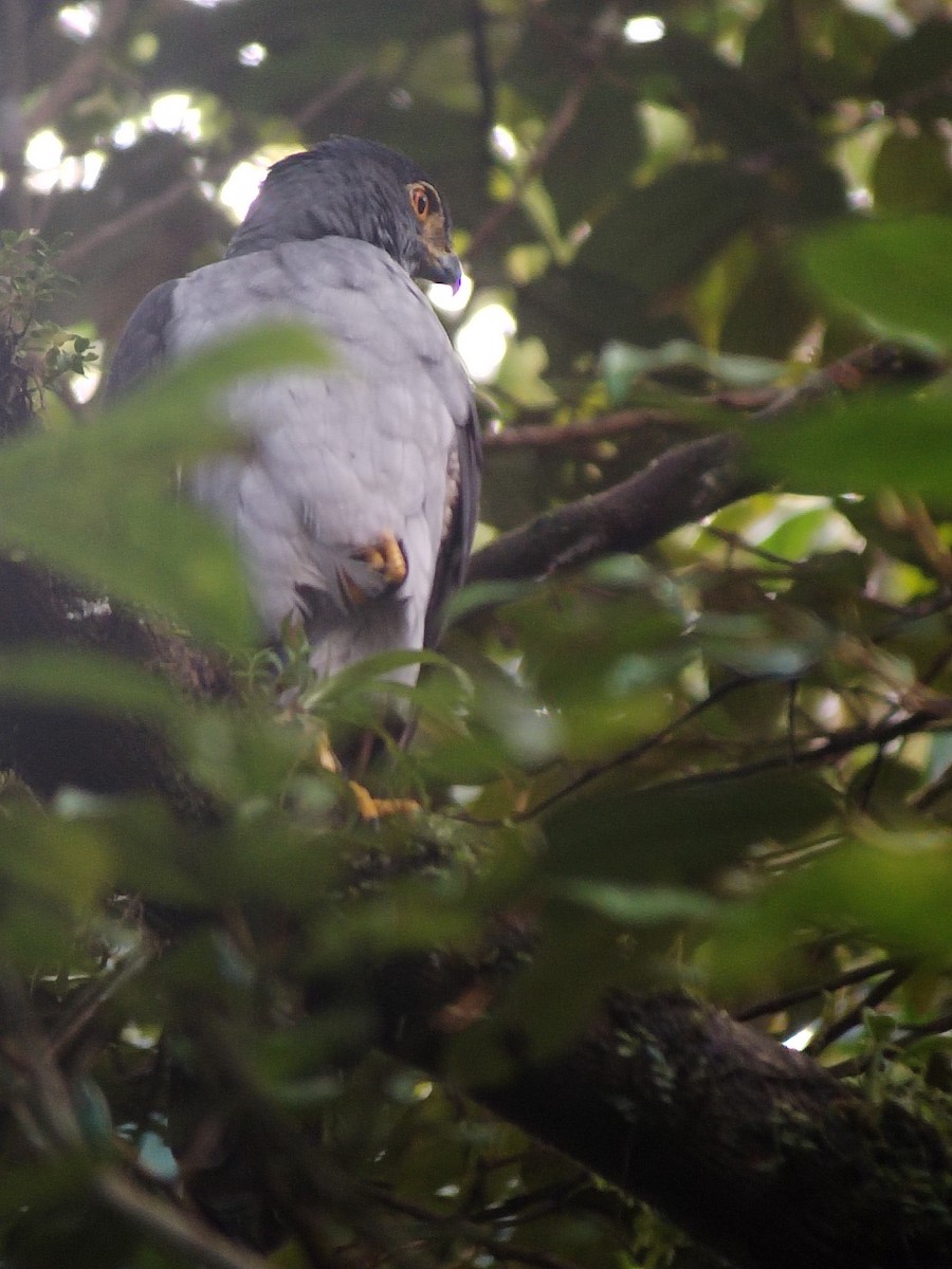 Bicolored Hawk - ML626490844