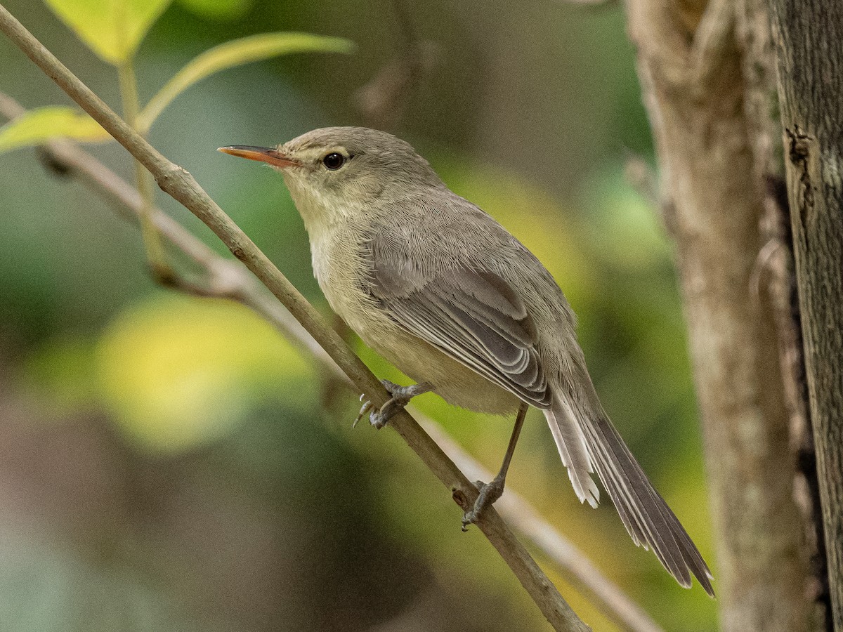 Rodrigues Warbler - ML626491044