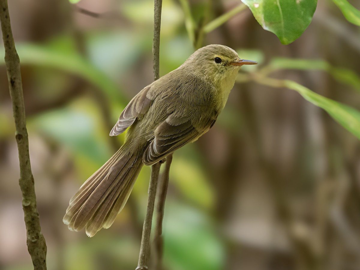 Rodrigues Warbler - ML626491045