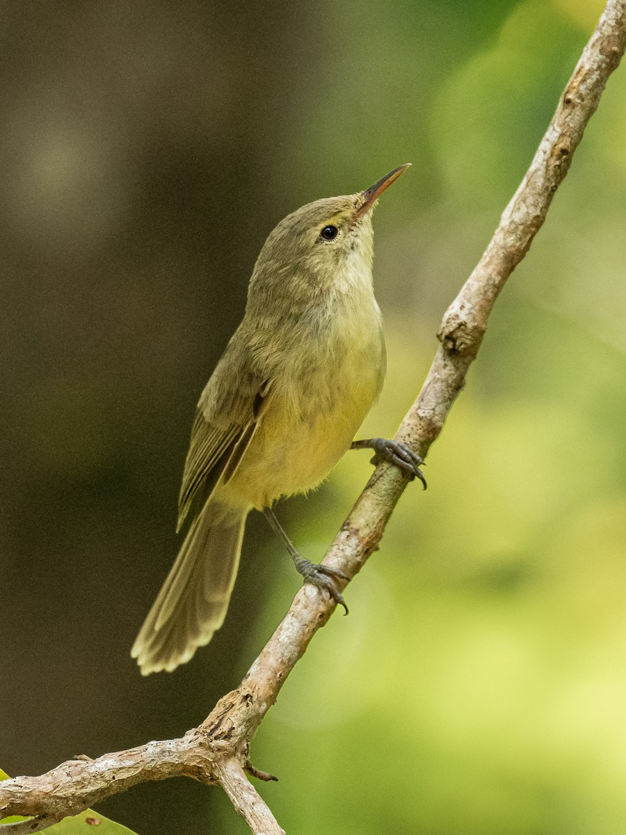 Rodrigues Warbler - ML626491046