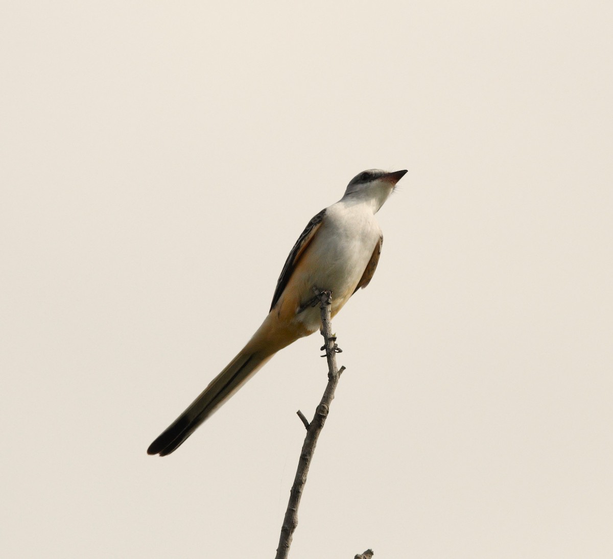 Scissor-tailed Flycatcher - ML626491158