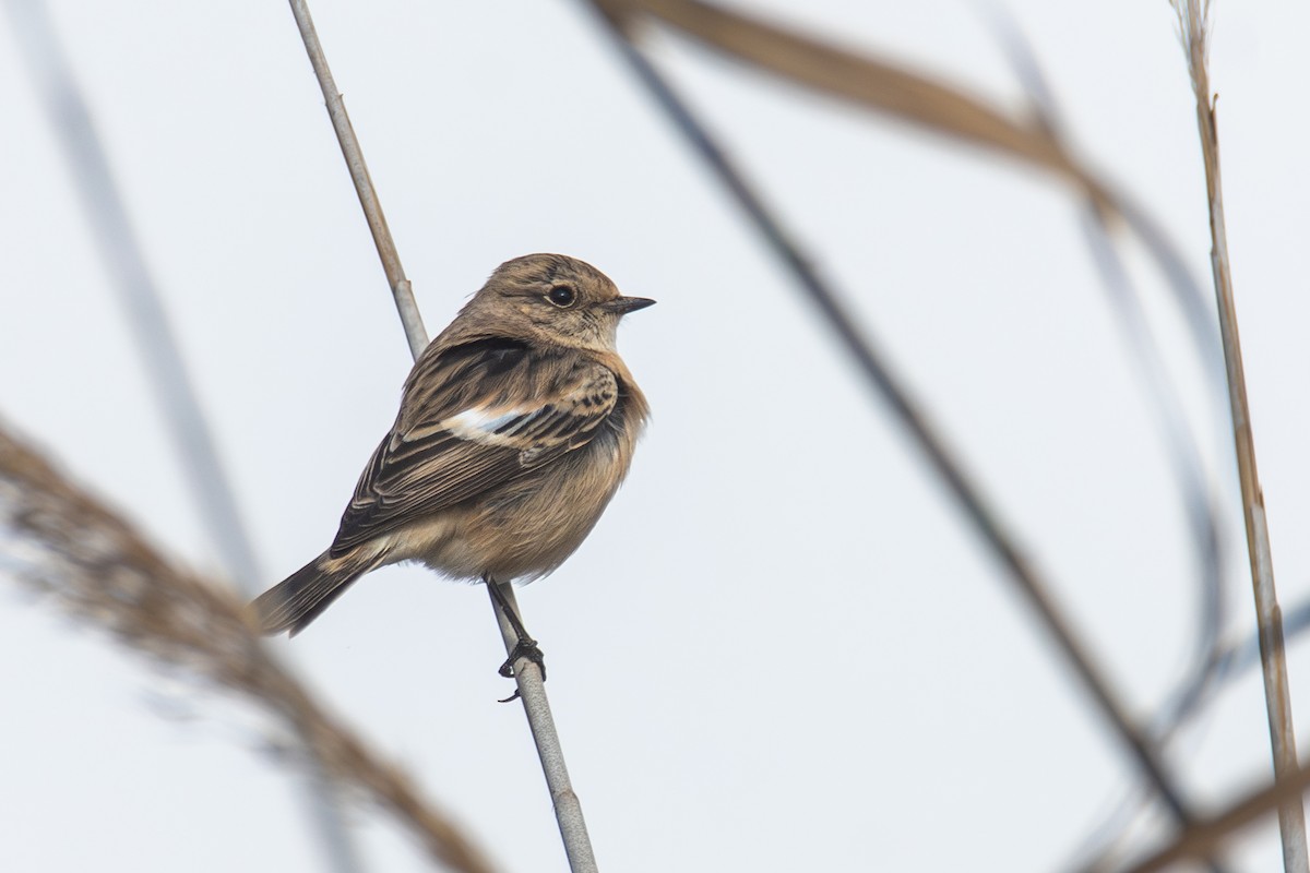 Tarabilla Siberiana - ML626491160