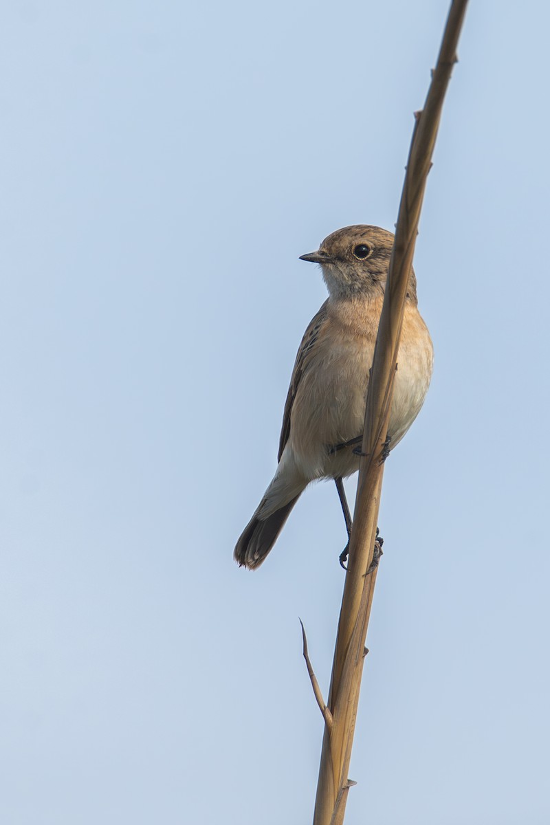 Tarabilla Siberiana - ML626491161
