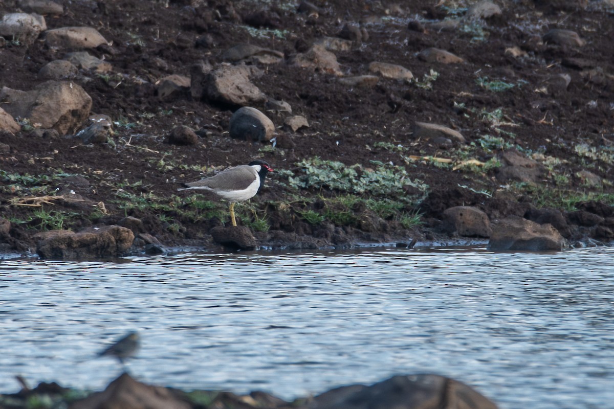 Red-wattled Lapwing - ML626491167