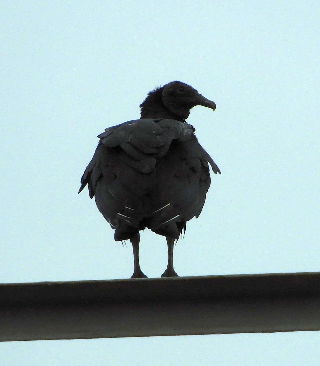 Black Vulture - ML626491344