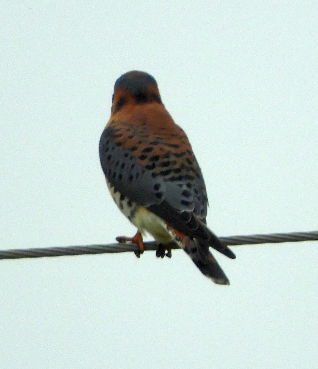 American Kestrel - ML626491349