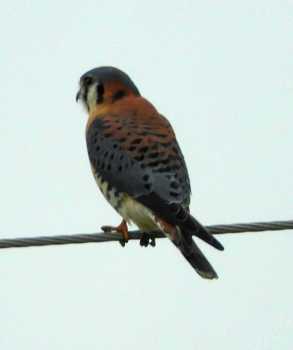 American Kestrel - ML626491350