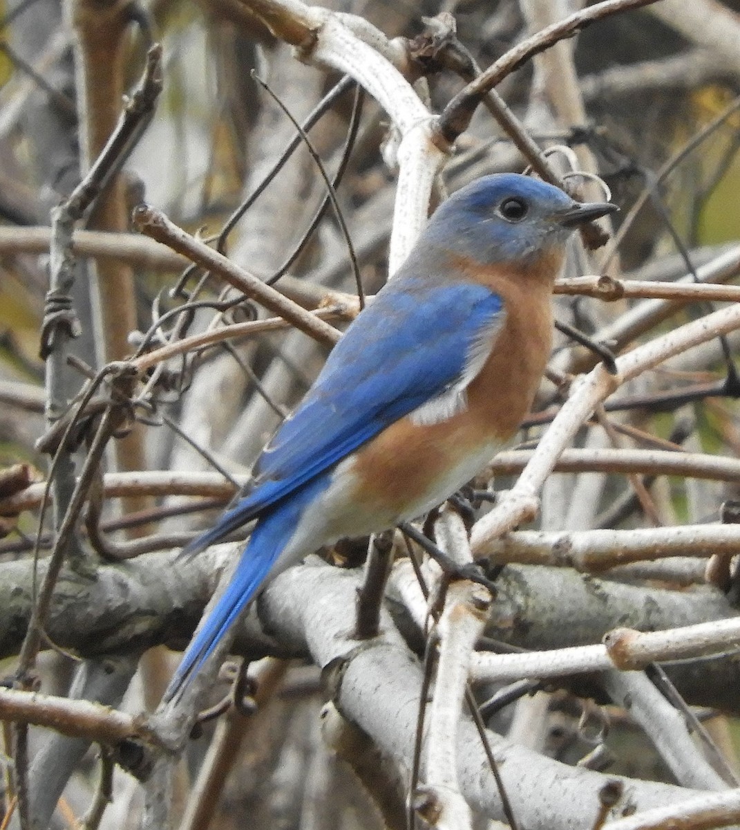 Eastern Bluebird - ML626491356