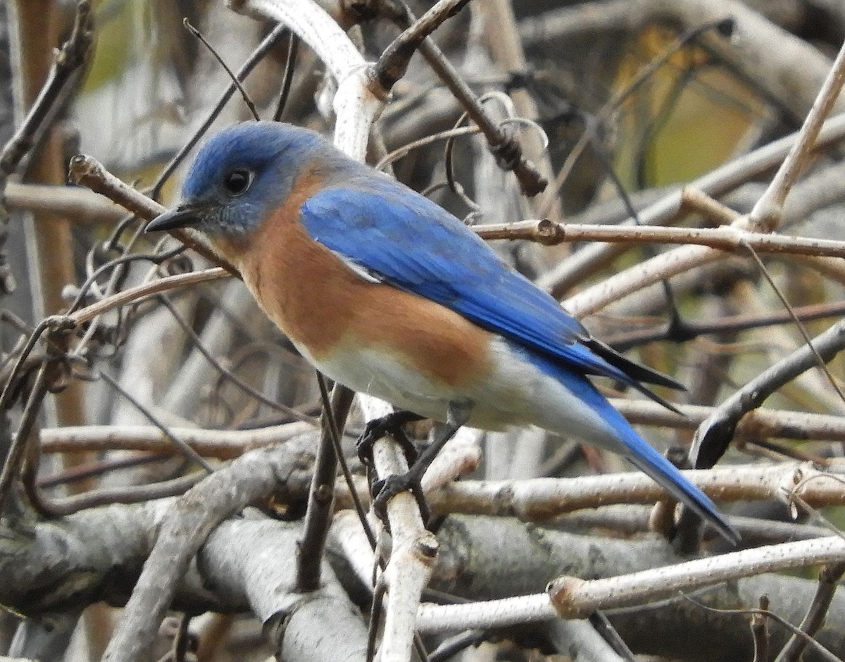 Eastern Bluebird - ML626491357