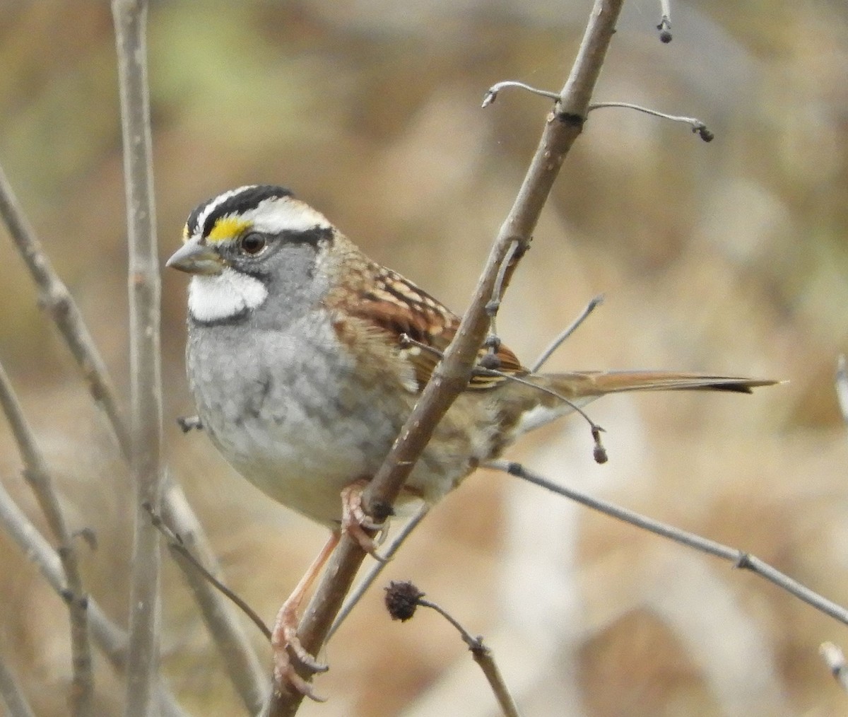 White-throated Sparrow - ML626491363