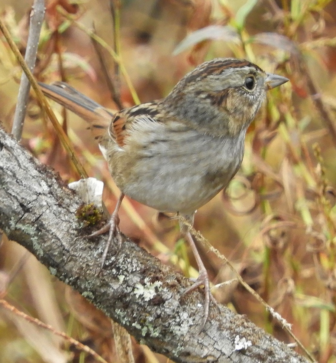 Swamp Sparrow - ML626491378