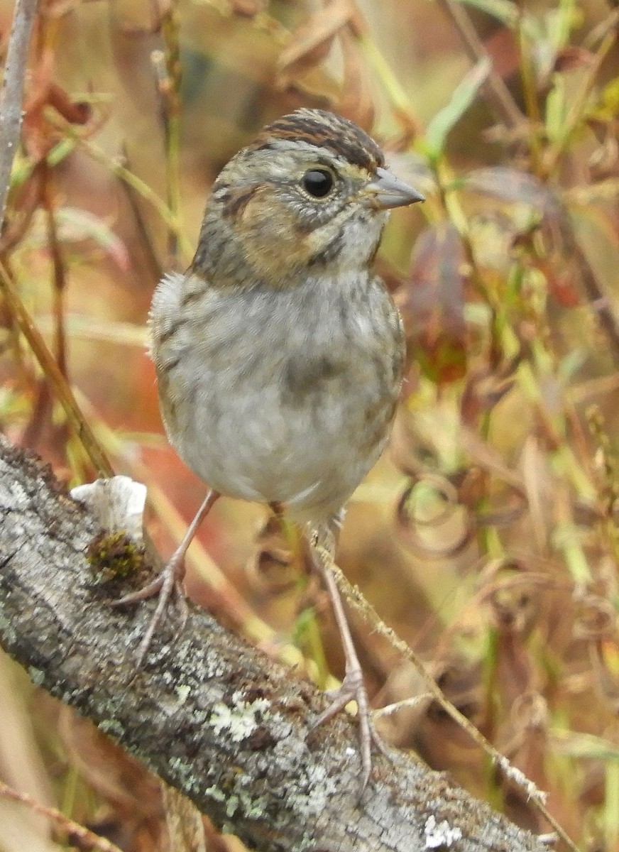 Swamp Sparrow - ML626491379