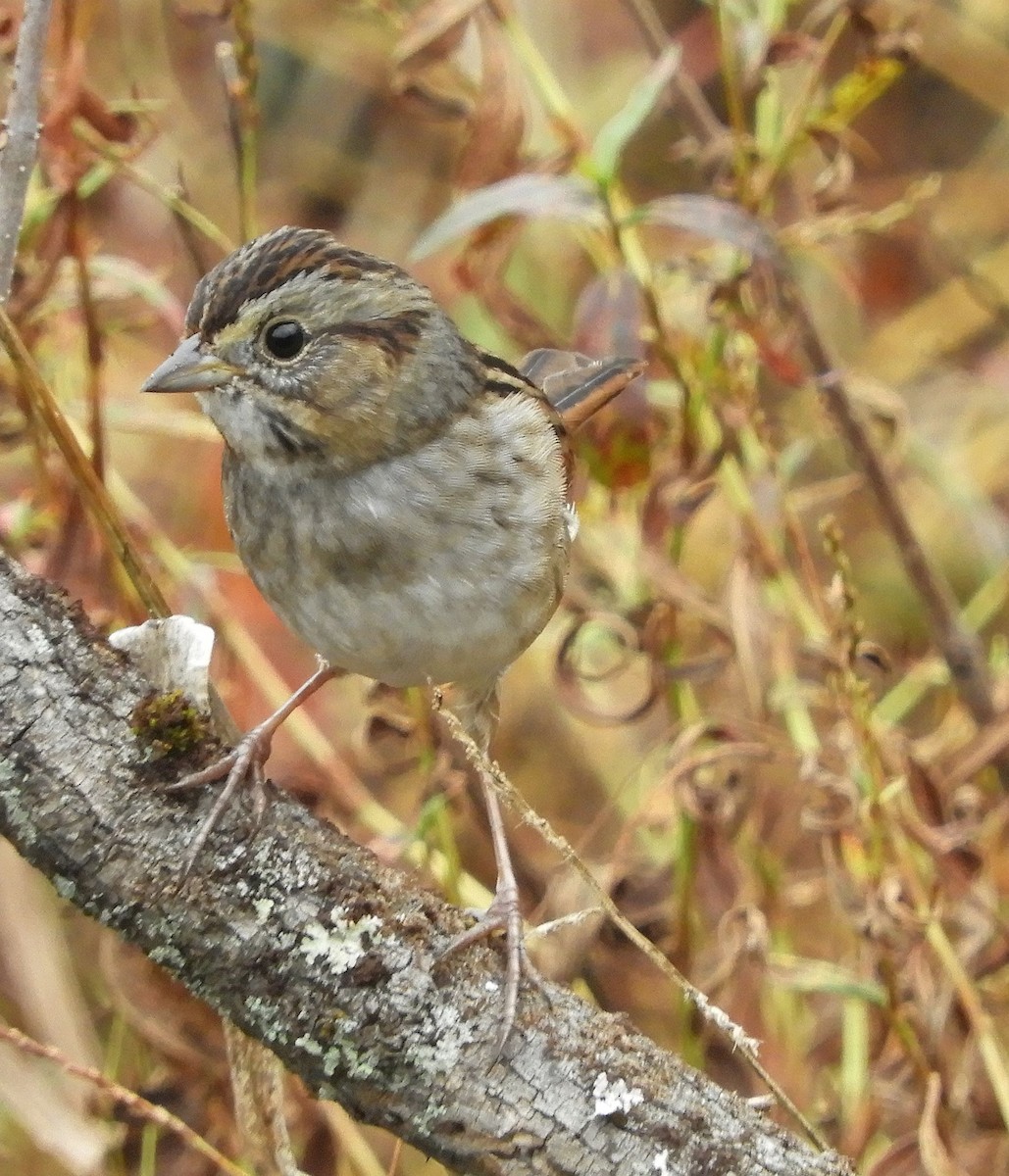 Swamp Sparrow - ML626491380