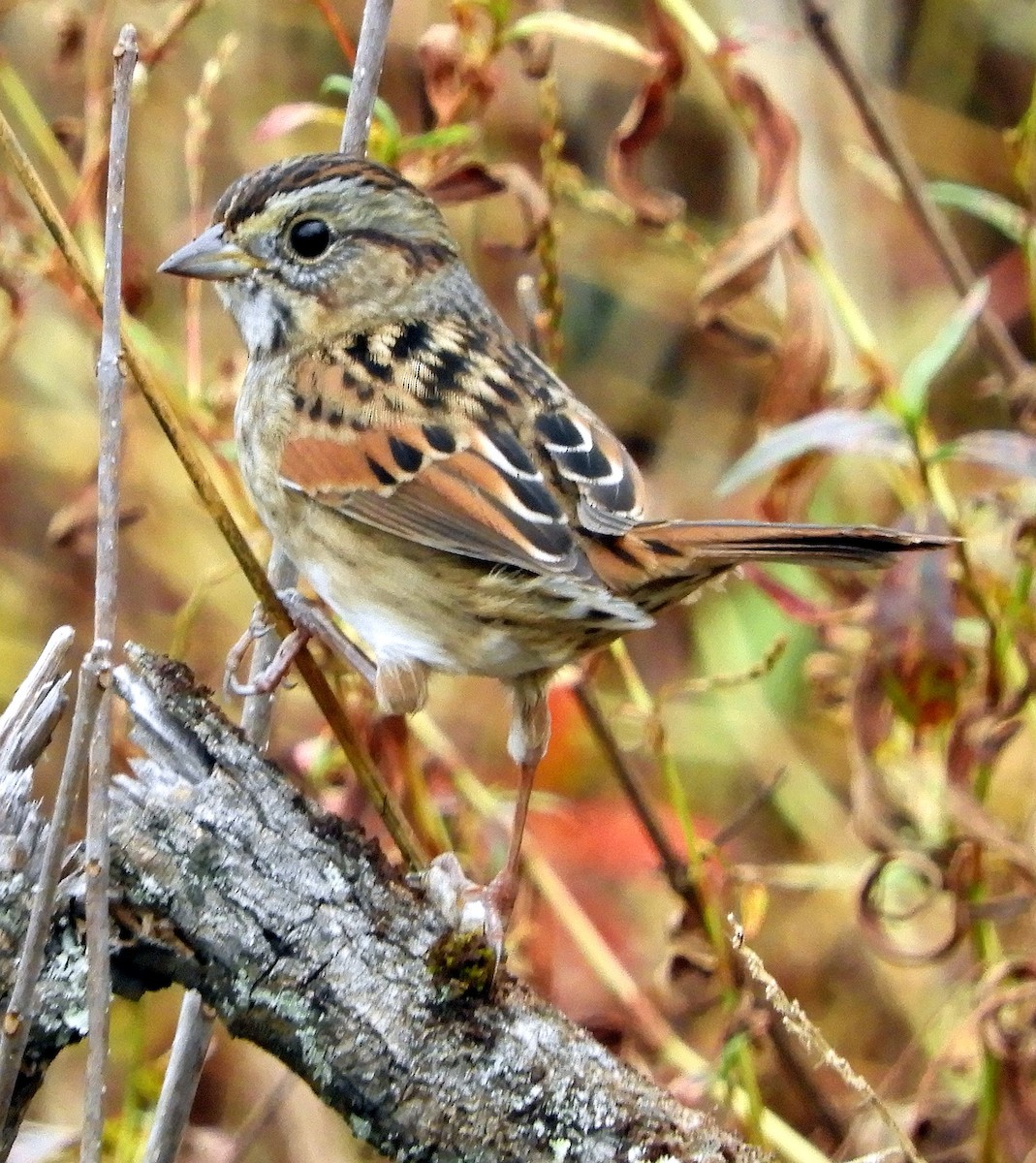 Swamp Sparrow - ML626491381