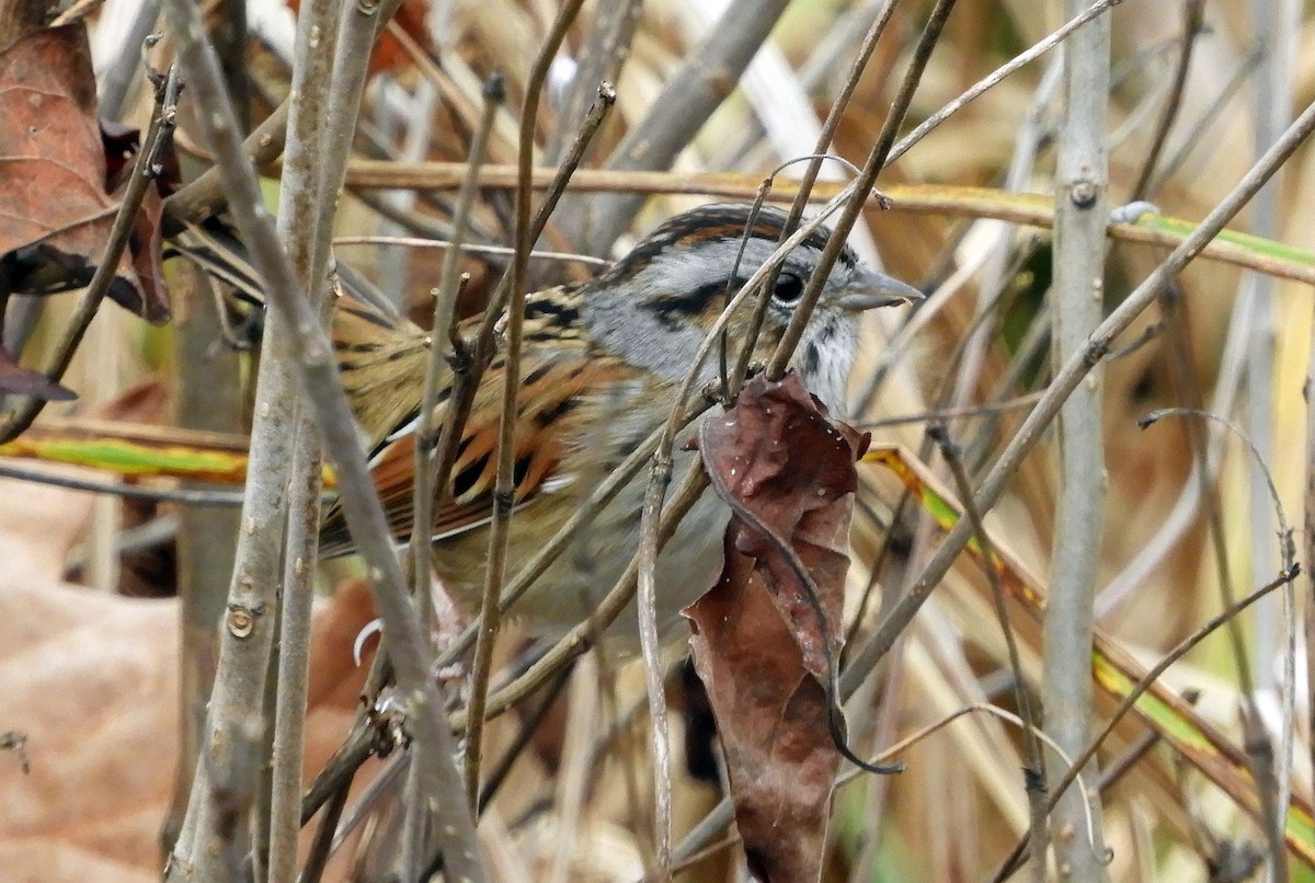 Swamp Sparrow - ML626491382