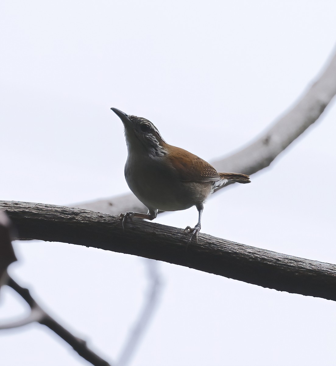 Rufous-and-white Wren - ML626491964