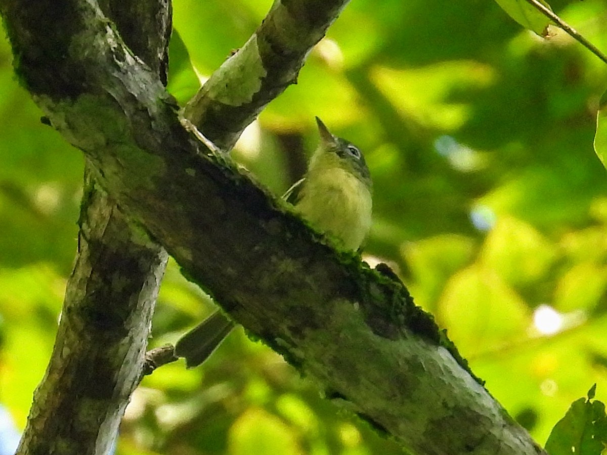 Yellow-green Tyrannulet - ML626491992