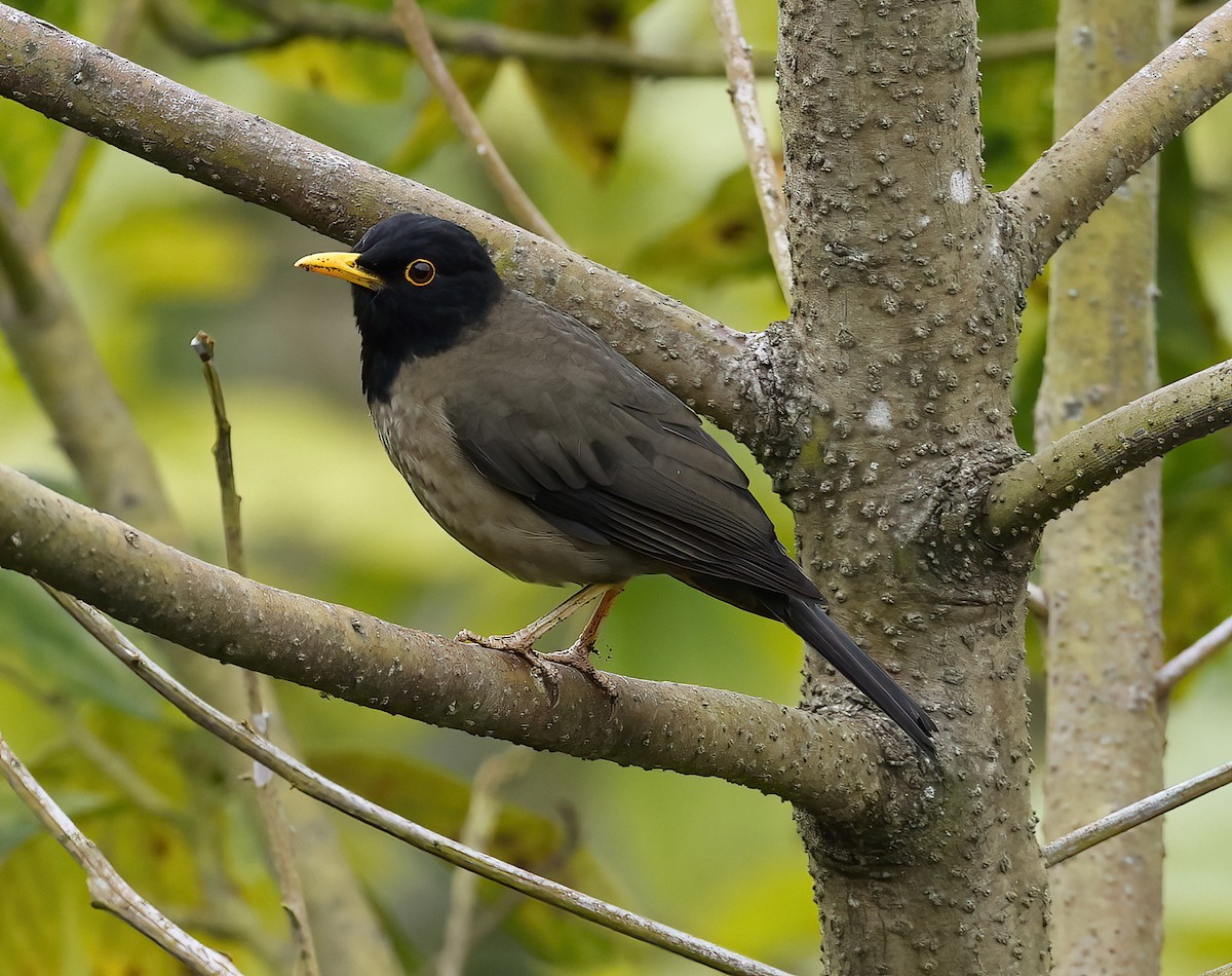 Black-hooded Thrush - Scott Sneed