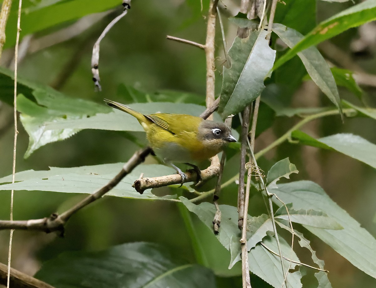 Common Chlorospingus (Venezuela) - Scott Sneed