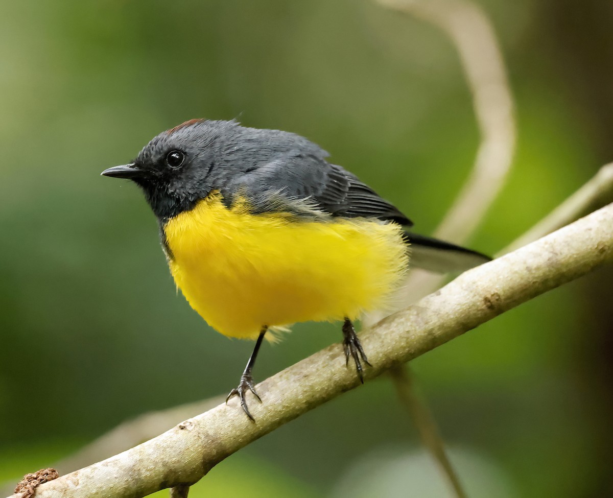 Slate-throated Redstart - Scott Sneed