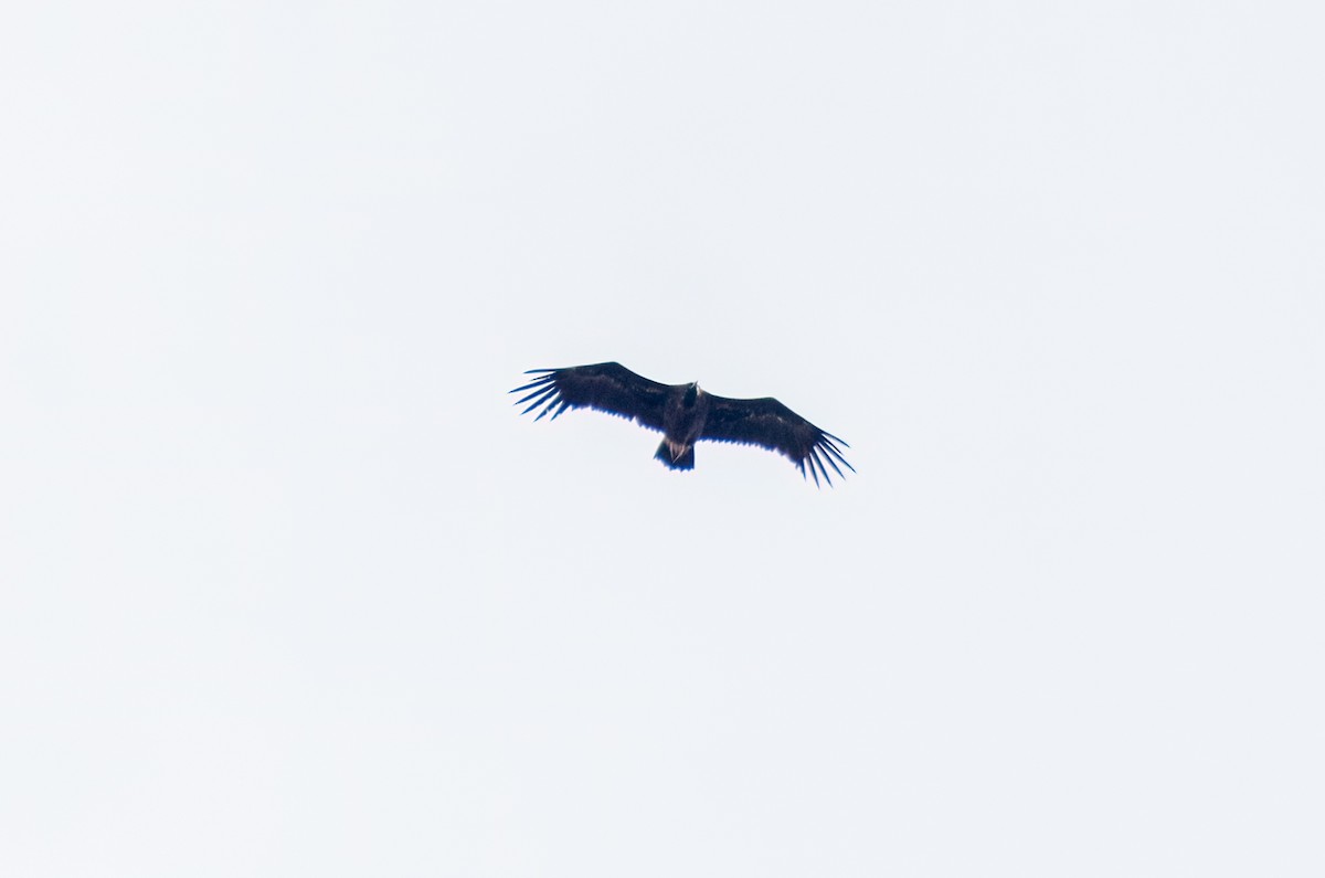 Cinereous Vulture - ML626492672