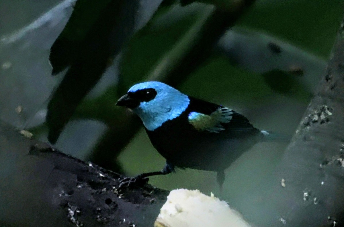 Blue-necked Tanager - ML626492748