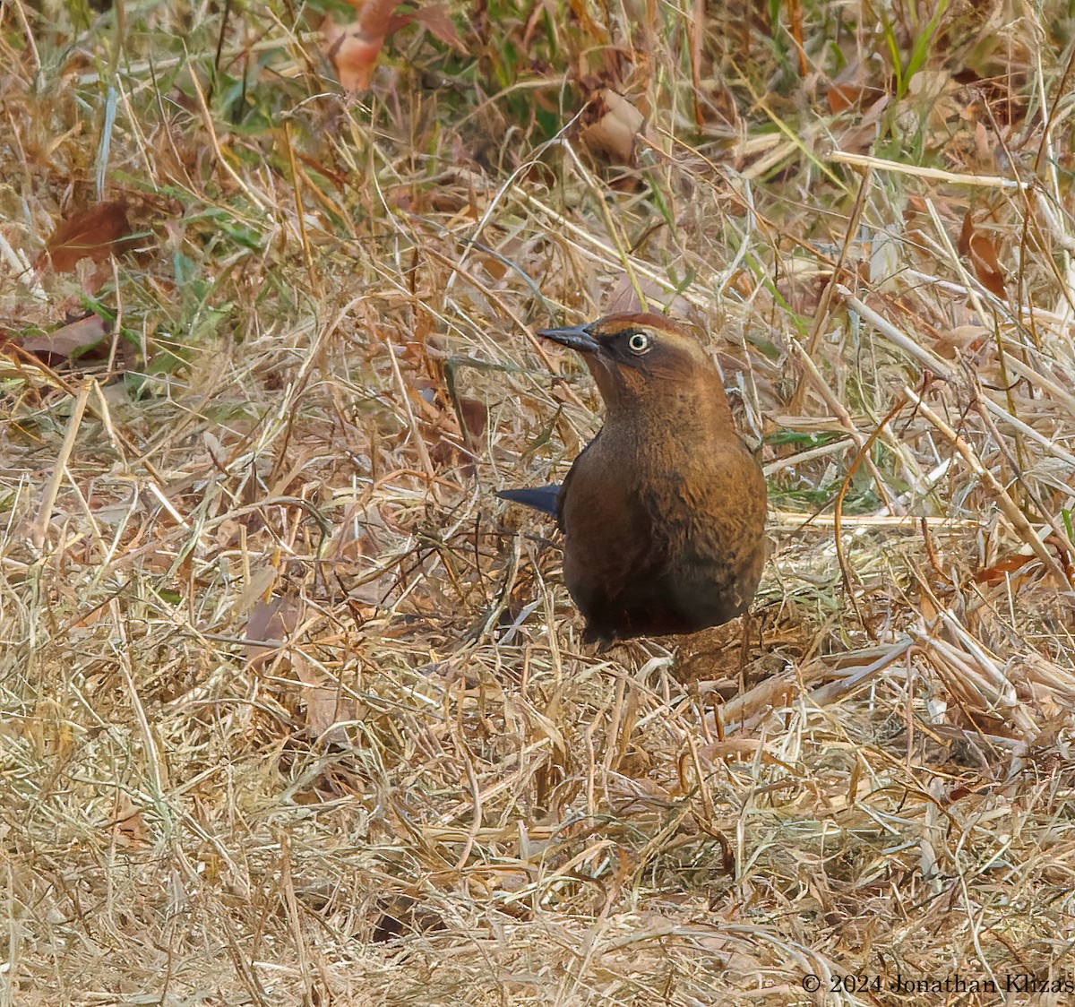 Rusty Blackbird - ML626492769
