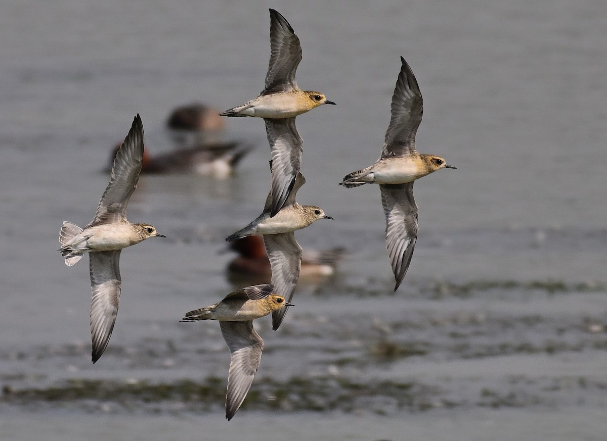 Pacific Golden-Plover - John Finnian