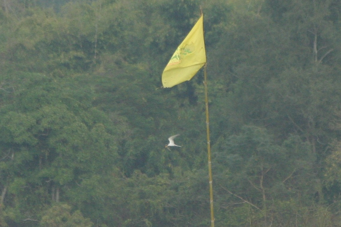 River Tern - ML626492794