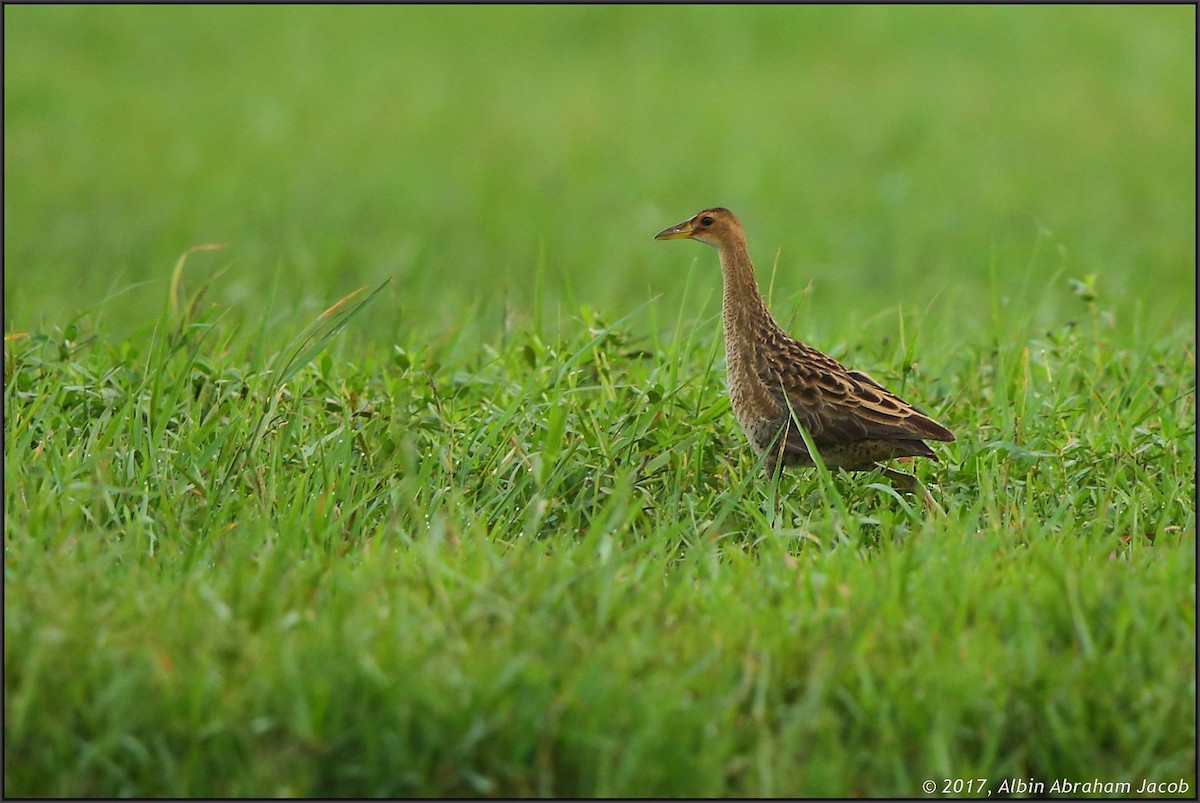 Watercock - ML62649291